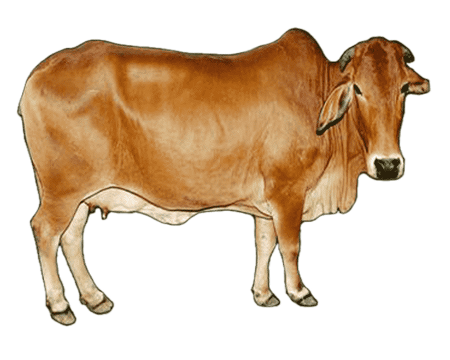 cow